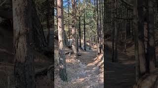 Exploring the Corsican Pines and Sand Dunes of North Norfolk [upl. by Belamy610]