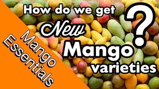 Mango Essentials  How are NEW mango varieties created [upl. by Minardi]