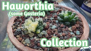 Haworthia some Gasteria Collection [upl. by Cony]