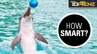 10 Mind Blowing Facts About Dolphin Intelligence [upl. by Ehgit]