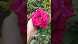 Rose flower 🌹flower rose shortsvideo ytshorts foryou viralvideo sorts roseflower [upl. by Nitnelav]