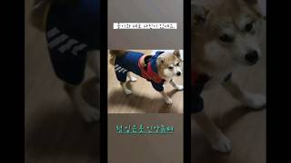 강아지 사진 뭉이와 세로 shorts dog cute puppy funny memes [upl. by Dazhahs278]