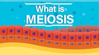 What is Meiosis  Animated Explanation [upl. by Burney]