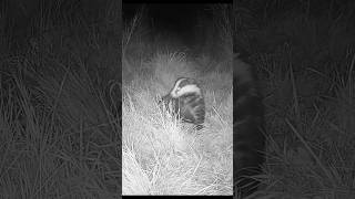 badger cam footage badgers brock ukwildlife [upl. by Erbma1]