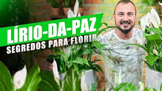 Dicas para o LÍRIODAPAZ FLORESCER  Descubra COMO CULTIVAR [upl. by Nywg496]