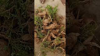 Kantola Roots Order Now Call 9956569696 farming gourd agriculture gardening vegetables nimesh [upl. by Essyla145]