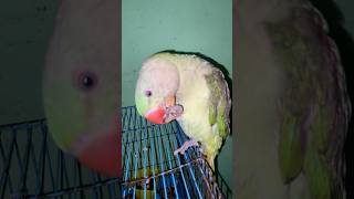 Celar voice cute parrot 🦜 ❣️☺️ parrot parrottalking talkingparrot birds parrotlover [upl. by Natalya]