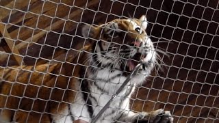 FEEDING Siberian Tigers Ahimsa and Jegor  Chinese Leopard Julius [upl. by Adnih]