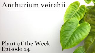 How To Care For Anthurium veitchii  Plant Of The Week Ep 14 [upl. by Bloem]