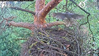 Goshawks RigaBKUS ☆ July 1st 😇Male Hawklet X03 sabotages nest building [upl. by Andrel]