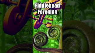 Fiddlehead Foraging Season how to find them [upl. by Calley634]