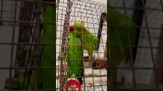 Kabootritrending₹song🦜🦜 [upl. by Madeline993]