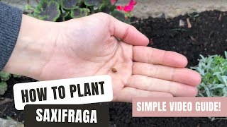 Planting Saxifraga  An EasyToFollow Video Guide [upl. by Enomahs]