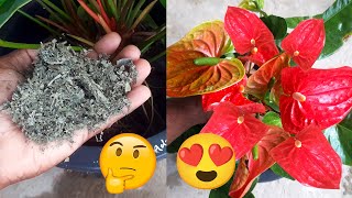 Miracle Fertilizer for Anthurium  Anthurium Fertilizer  Anthurium Care Tips [upl. by Dorena11]