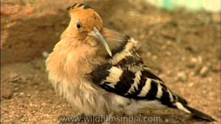 Hoopoe Bird [upl. by Ikkin]