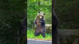 Why do bears often rub their backs against trees😱 [upl. by Ajay667]