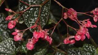 How to Propagate Angel Wing or Cane Begonias  Stem Cuttings [upl. by Stillman]