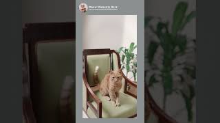 Beautiful Cat In The chair 😍❤️ kitten catlover cat kittycat [upl. by Krissie]