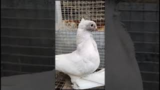 overlite black lace blondinete classic oriental frill hünkari fancy pigeon kabutar [upl. by Sivek]