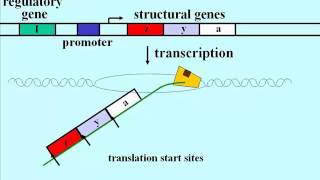 217 lac operon transcription amp translation [upl. by Banky683]