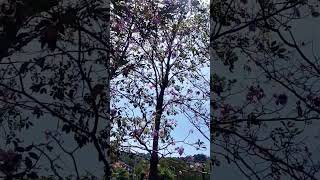 沙巴樱花风铃木 Sabah Sakura Tabebuia rosea [upl. by Janice706]