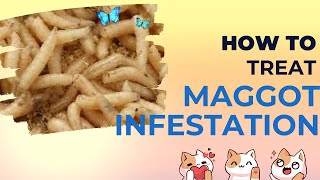 MAGGOT INFESTATION how to treat [upl. by Zoes]