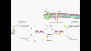 Regulación glicolisis PFK2 fosfofructoquinasa 2 Fructosa bifosfatasa 2 [upl. by Ennasor512]