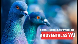 Como AHUYENTAR PALOMAS con los 6 🏆 MEJORES Ahuyentadores de palomas🔇🕊 [upl. by Arocet]