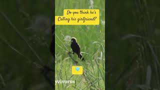 Bobolink Calks Birds2njoy [upl. by Atiuqal]