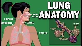 Tour of the Nasal Passage  3D animation [upl. by Inail]