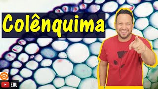 Colênquima  Tecido de Sustentação  Histologia Vegetal  Botânica [upl. by Waldo771]