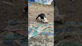 berantem tiap hari cat kucinglucuiimut catlover kucingberantem shorts [upl. by Ahseyt]