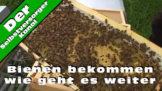 Bienen bekommen wie geht es weiter [upl. by Dimitri]