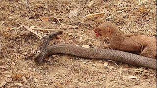 Mongoose and Black Cobra Snake fighting for their lives in the Forest [upl. by Nakhsa]