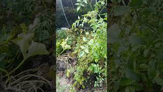 WhyNot intercrop pt1 garden claysoil notill companionplant intercropping [upl. by Cynar]