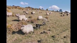 Lowinput Farming in the Uplands Challacombe Farm Devon 58 [upl. by Tonkin]