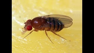 Fruit Flies Drosophila melanogaster Life Cycle [upl. by Irec132]