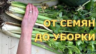 ЧЕРЕШКОВЫЙ СЕЛЬДЕРЕЙ Когда сеять как выращивать Шпинат салат укроп кинза [upl. by Morette697]