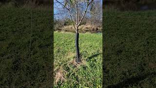 Protecting young willow trees from deer [upl. by Mandell]