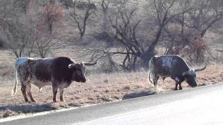 Longhorn Bull with a real bad attitude out in the Wichita Mountains in Oklahoma [upl. by Roxi39]