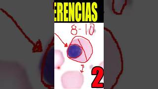 🩸Cómo Identificar al ERITROBLASTO ORTOCROMATICO ¿Cuales son sus características morfológicas🔬 [upl. by Eisiam]