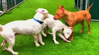 2Legged Dog Has The Cutest Reaction To His Foster Puppies  The Dodo [upl. by Marylou]