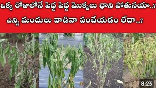 wilt problem in mirchi crop మిరపపంటలోమొక్కలుచనిపోతునవి విల్ట్ప్రాబ్లం గ్రోత్ మిరపపంట [upl. by Nnasor]