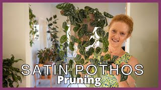 SATIN POTHOS PRUNING Make A Silver Satin Pothos Fuller [upl. by Ama]