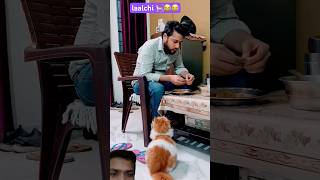 Lalchi Billu dekho chicken ke liye kyakya kar raha hai 😂🤣 funny cat comedy catlover petlover [upl. by Irat]