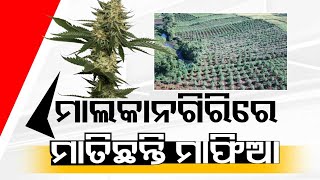 Malkangiri Turns Safe Haven for Ganja Farming [upl. by Iaht]