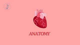 47  Duodenum divisions positions syntopy draw scheme blood supply [upl. by Lewes925]