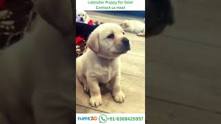 Labrador Dog Price Adorable Labrador Puppy Moments That Melt Your Heart 🐾Whatsapp 91836 8426957 [upl. by Tosch]