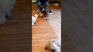 Pet 36shorts short trending viralvideo dog pet puppy pets doglover cat petlover shorts [upl. by Nivak]