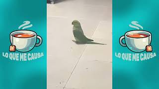 VIDEOS GRACIOSOS😂🤣  SI TE RIES PIERDES 7 [upl. by Hardman]